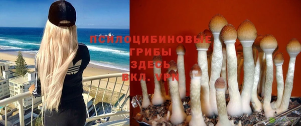 стафф Аркадак